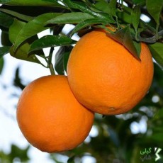 پرتقال تامسون ساری